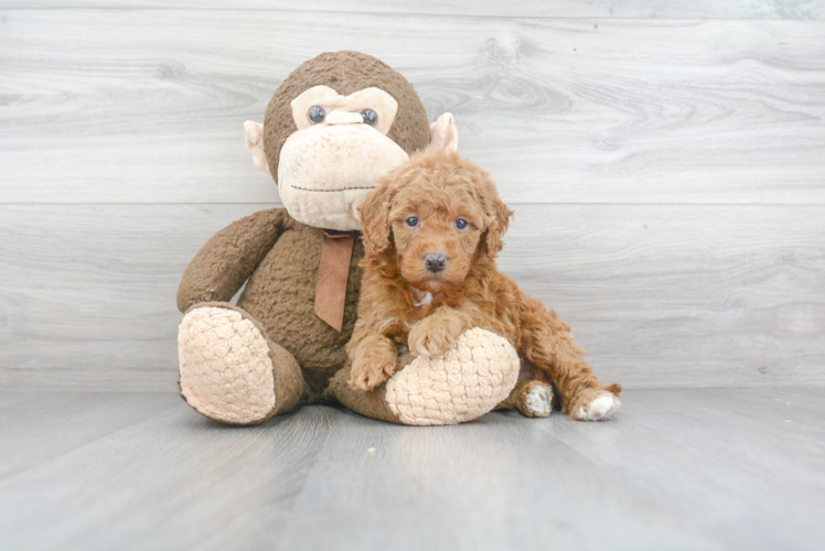 Mini Goldendoodle Puppy for Adoption