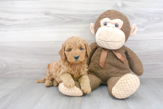 Best Mini Goldendoodle Baby