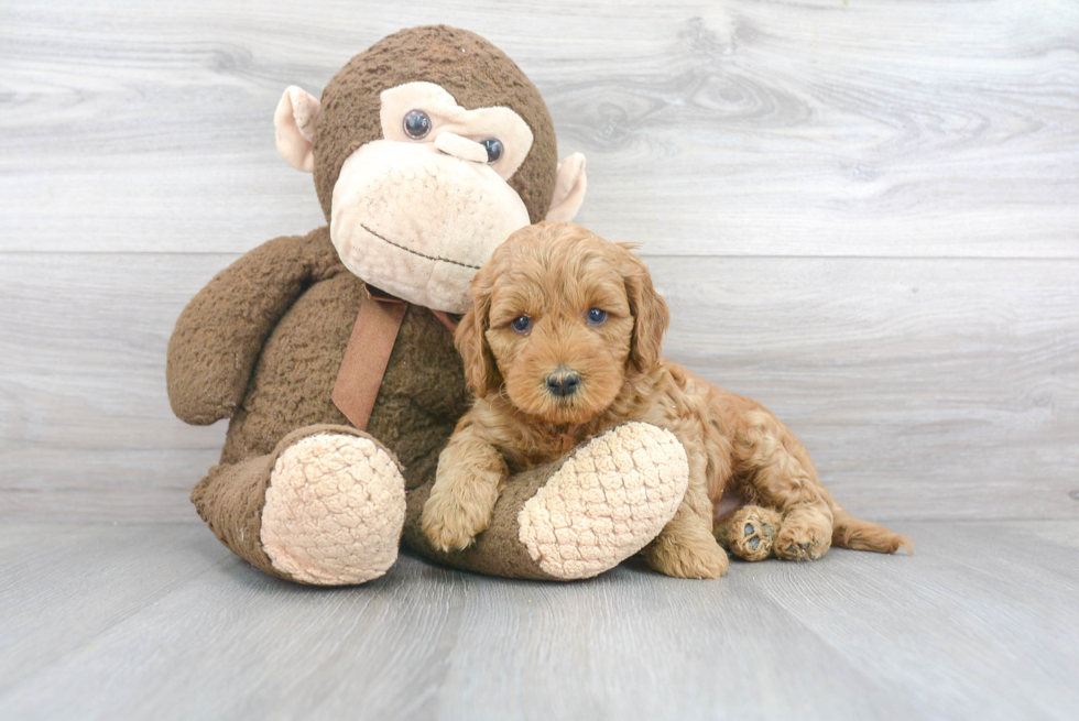 Fluffy Mini Goldendoodle Poodle Mix Pup