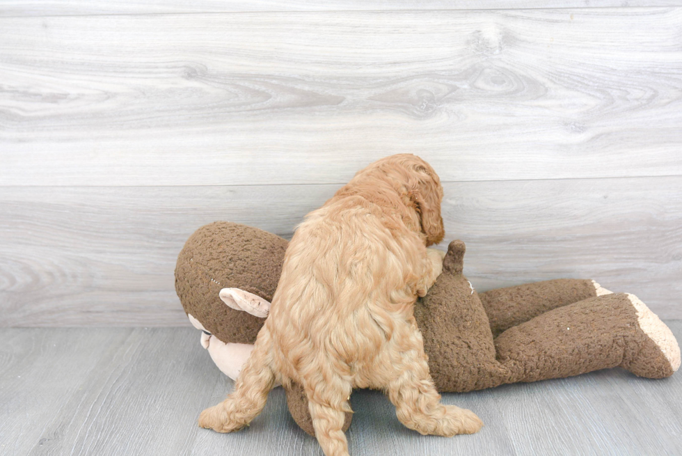 Small Mini Goldendoodle Baby