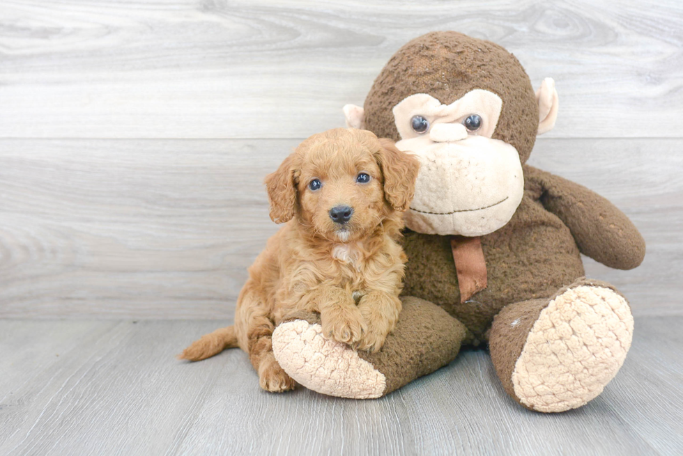 Friendly Mini Goldendoodle Baby