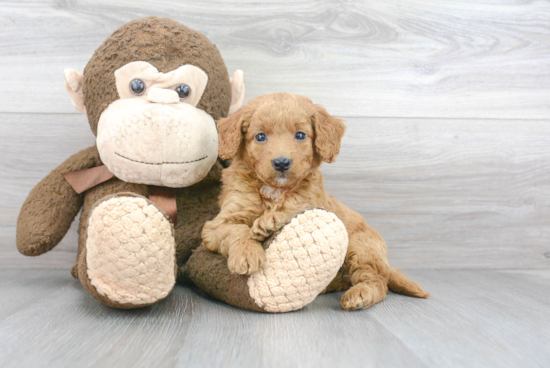 Mini Goldendoodle Pup Being Cute