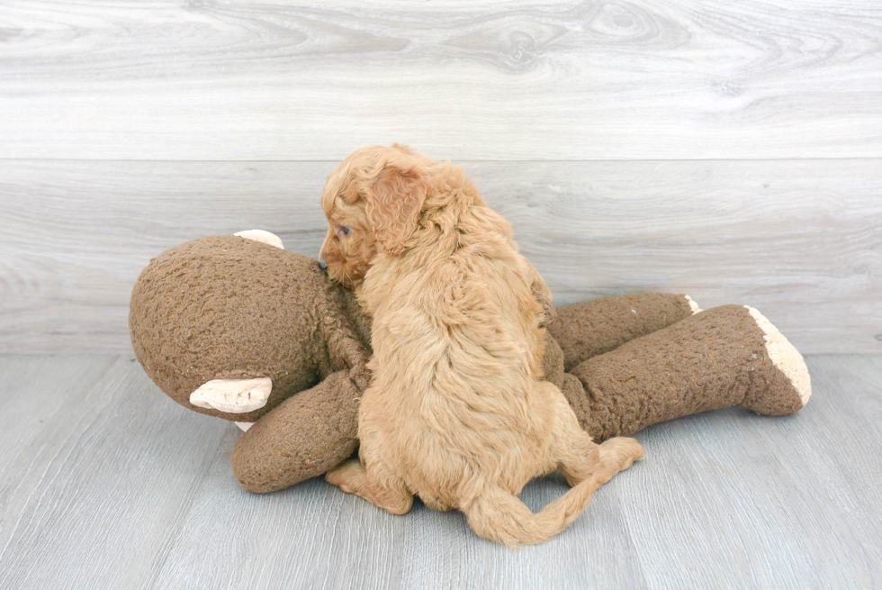 Mini Goldendoodle Puppy for Adoption