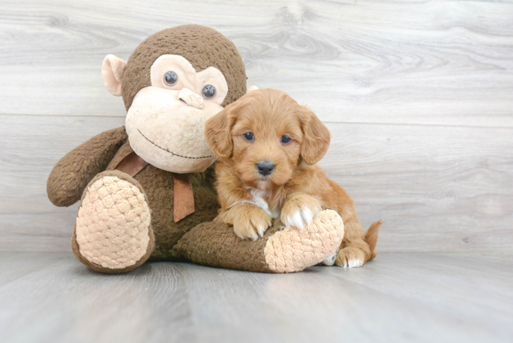 Best Mini Goldendoodle Baby