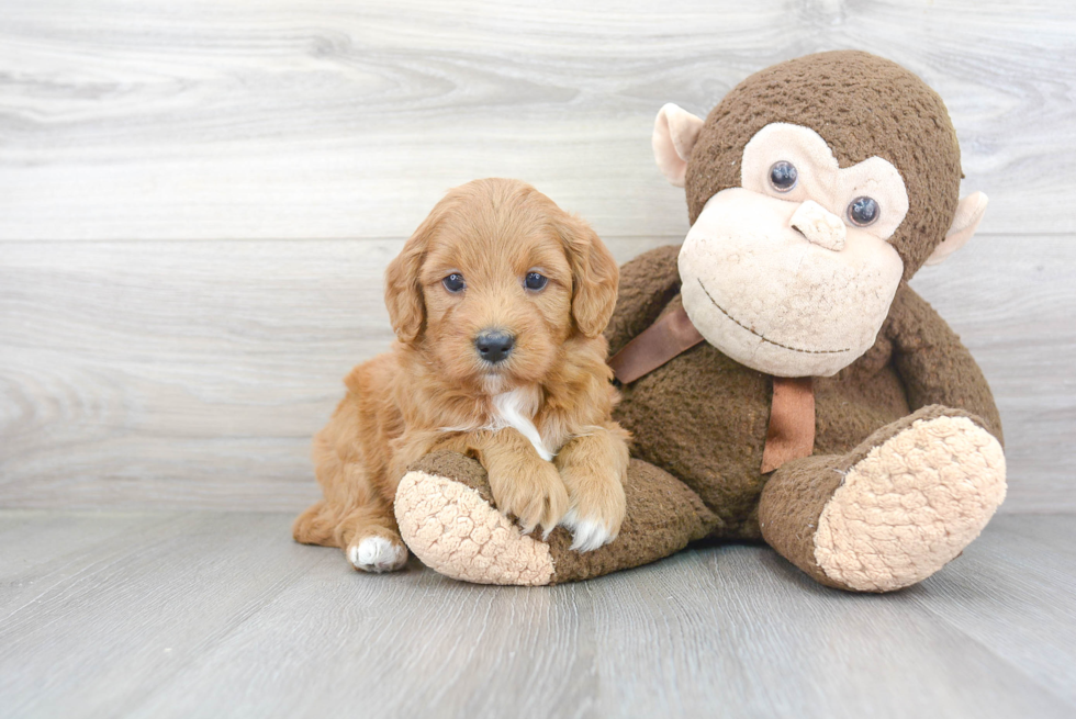 Best Mini Goldendoodle Baby