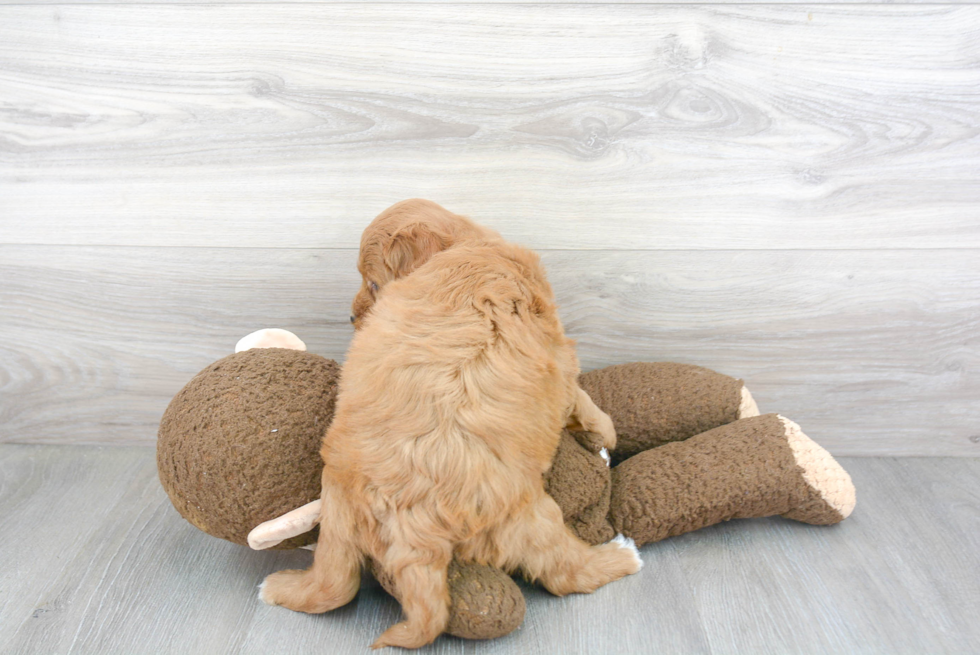 Petite Mini Goldendoodle Poodle Mix Pup