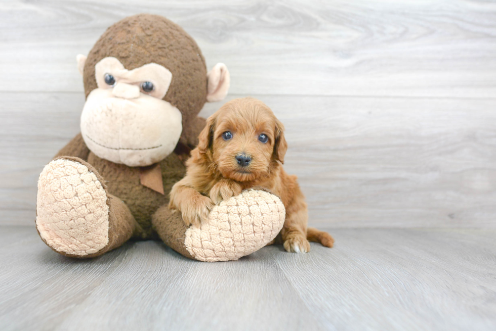 Smart Mini Goldendoodle Poodle Mix Pup