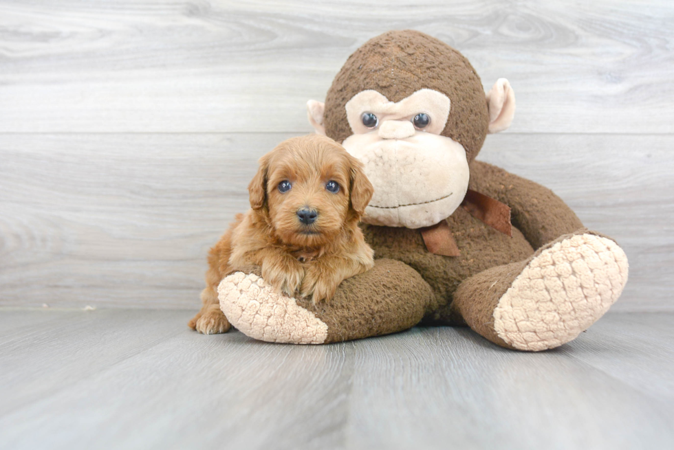 Mini Goldendoodle Puppy for Adoption