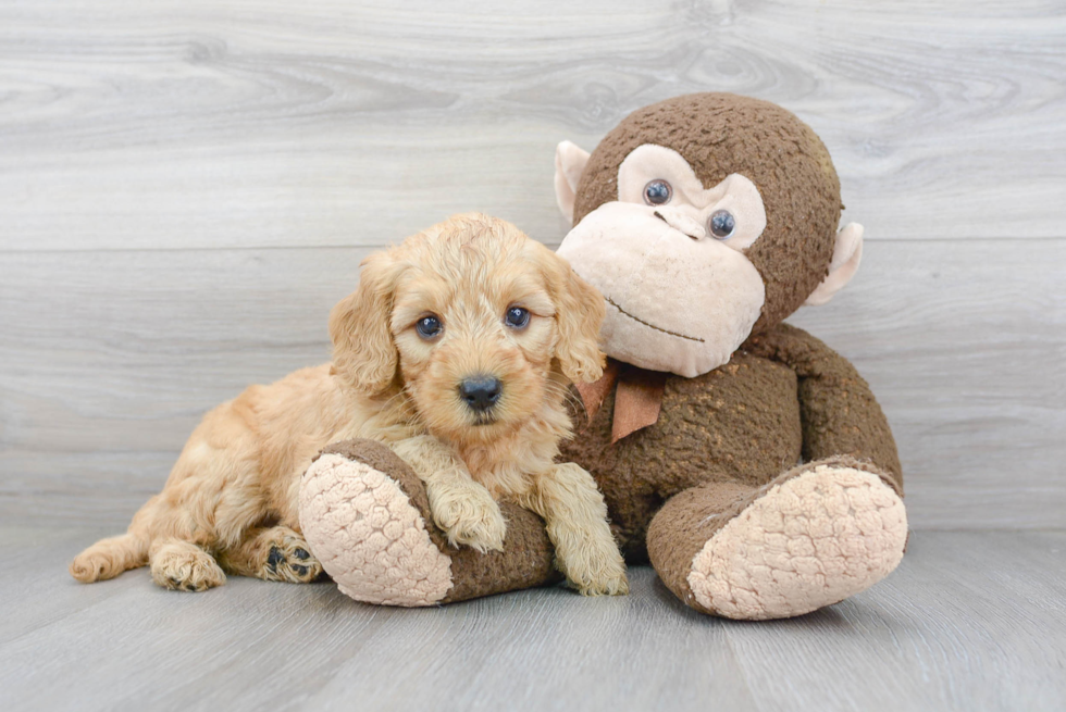 Best Mini Goldendoodle Baby