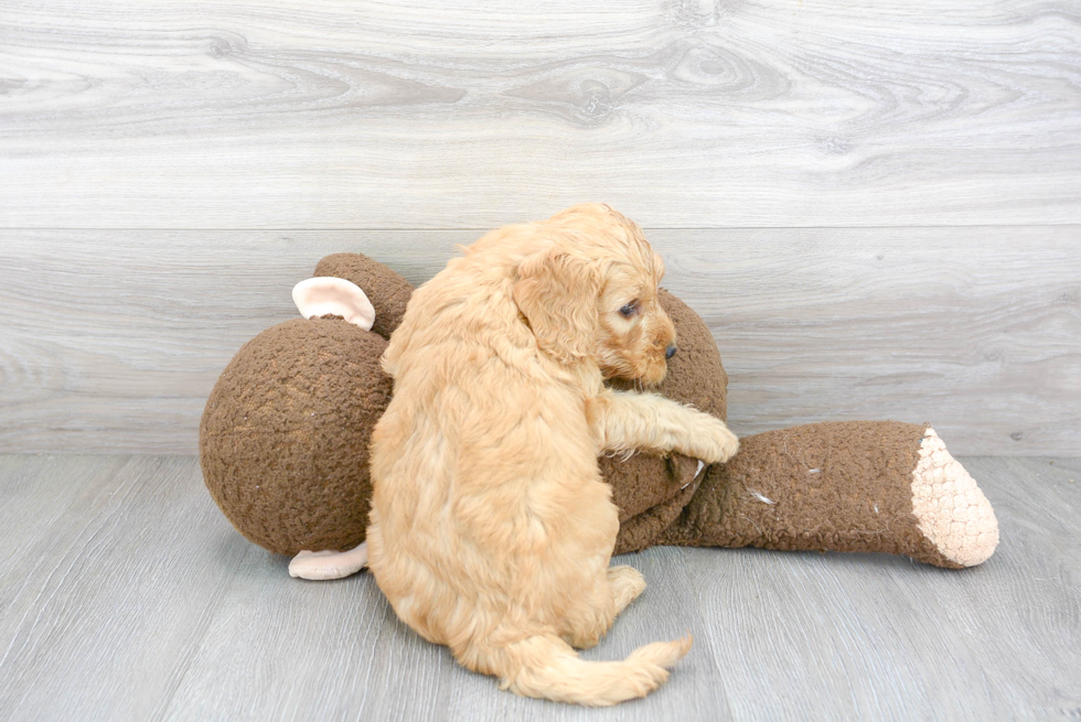 Mini Goldendoodle Pup Being Cute