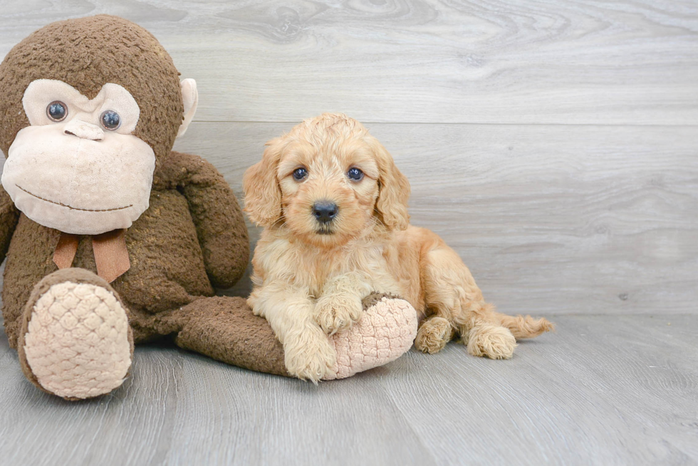 Cute Mini Goldendoodle Baby