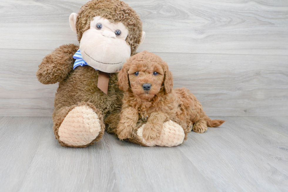 Mini Goldendoodle Pup Being Cute