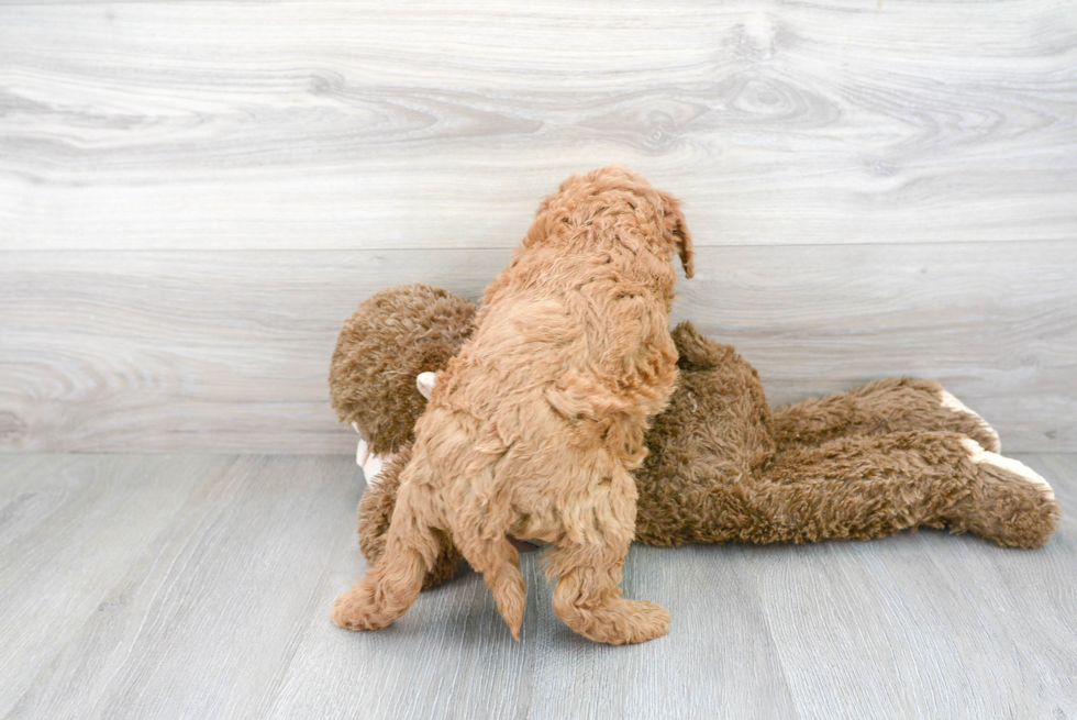 Fluffy Mini Goldendoodle Poodle Mix Pup