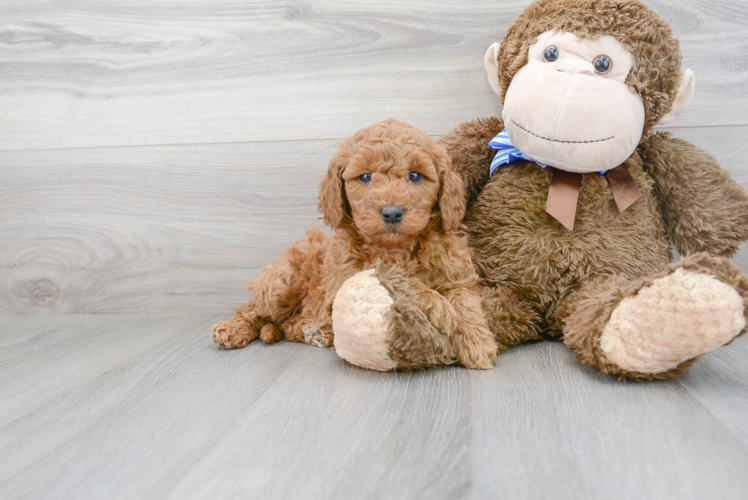 Best Mini Goldendoodle Baby