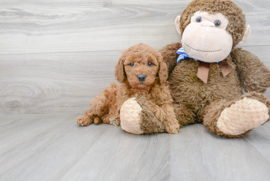 Best Mini Goldendoodle Baby