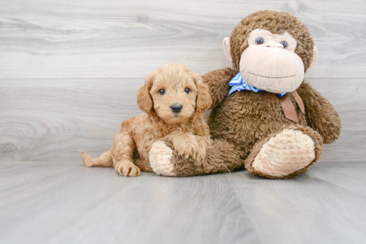 Funny Mini Goldendoodle Poodle Mix Pup