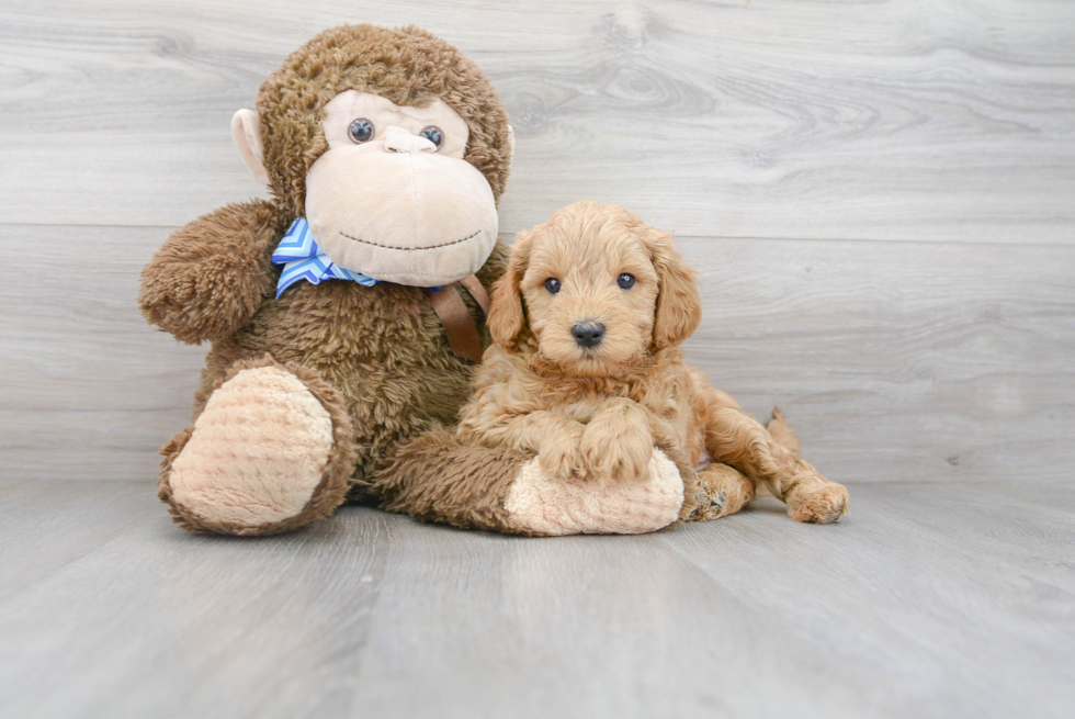 Adorable Golden Retriever Poodle Mix Puppy