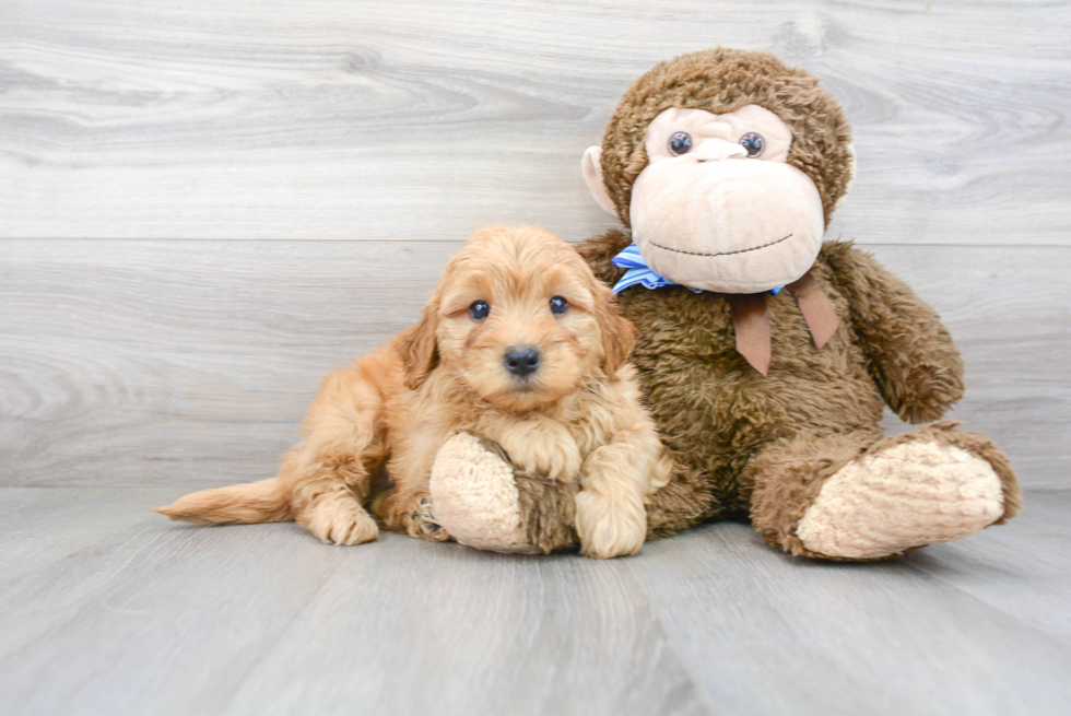 Mini Goldendoodle Pup Being Cute