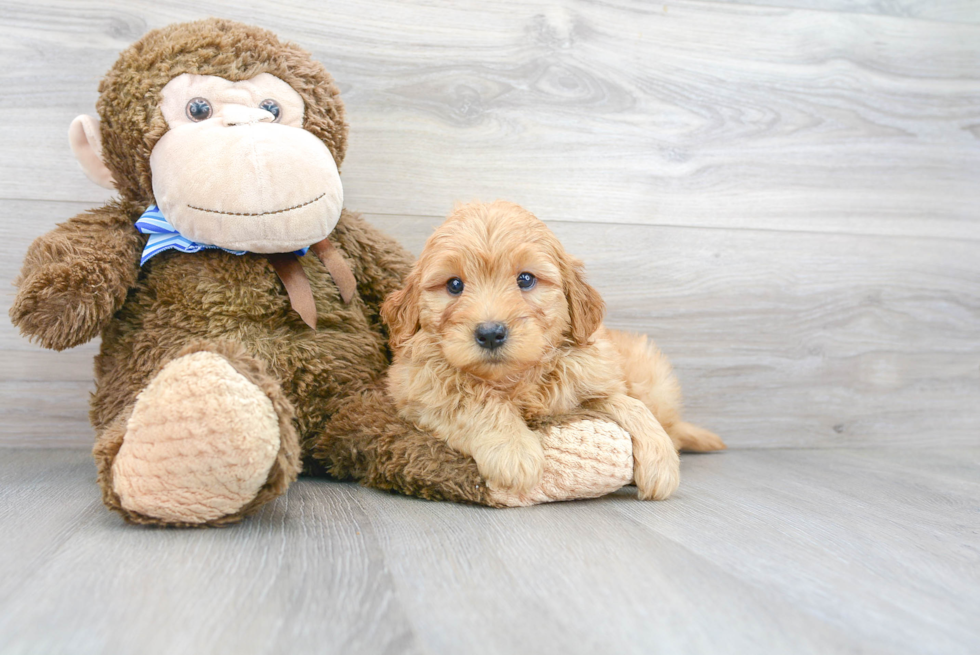 Small Mini Goldendoodle Baby