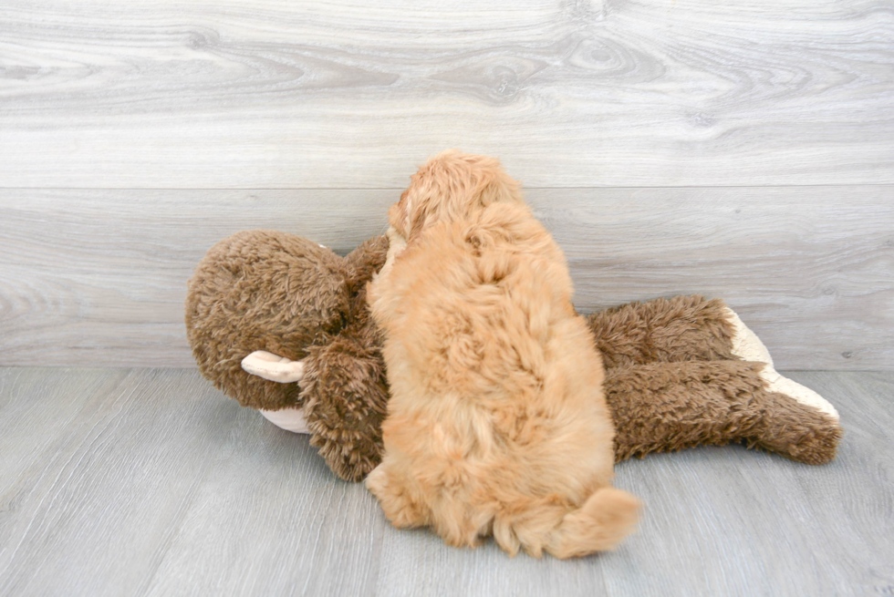 Little Golden Retriever Poodle Mix Puppy