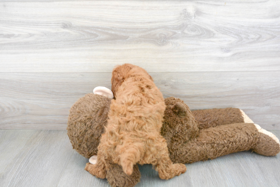 Popular Mini Goldendoodle Poodle Mix Pup