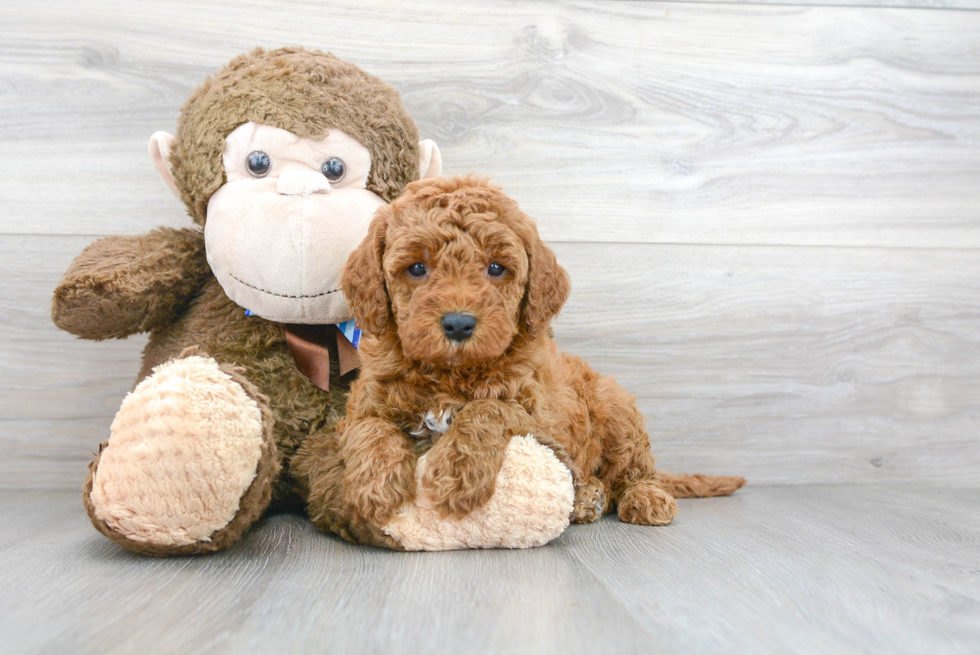 Petite Mini Goldendoodle Poodle Mix Pup