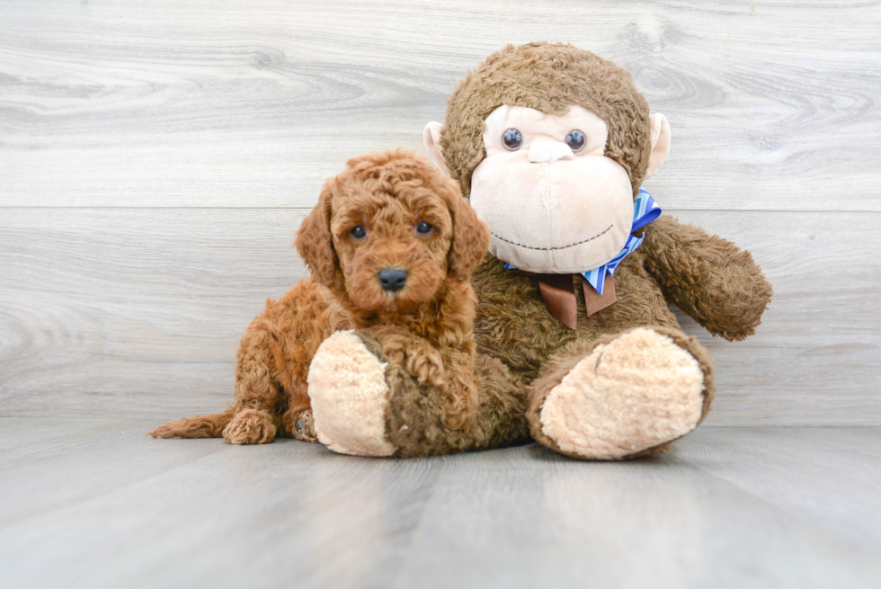 Best Mini Goldendoodle Baby