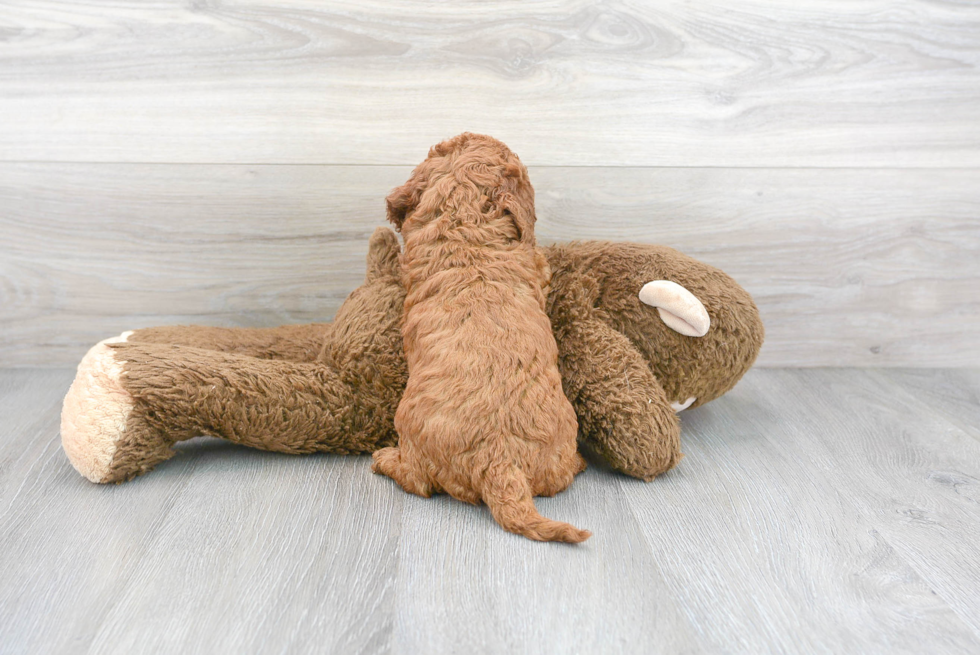 Happy Mini Goldendoodle Baby