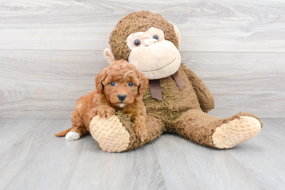 Best Mini Goldendoodle Baby