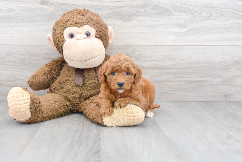 Little Golden Retriever Poodle Mix Puppy