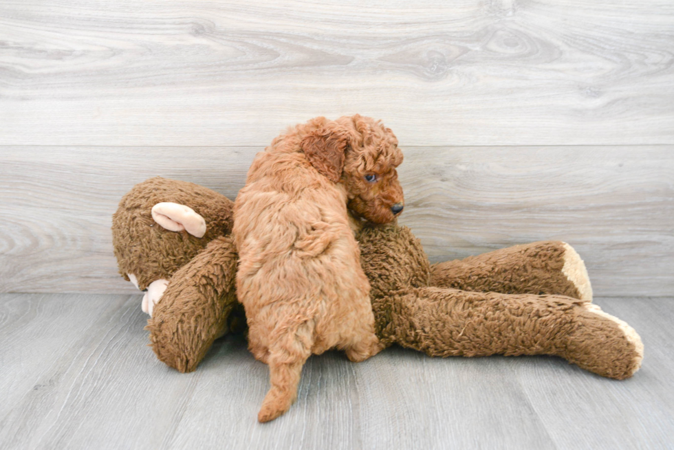 Little Golden Retriever Poodle Mix Puppy