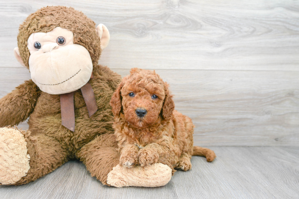 Little Golden Retriever Poodle Mix Puppy