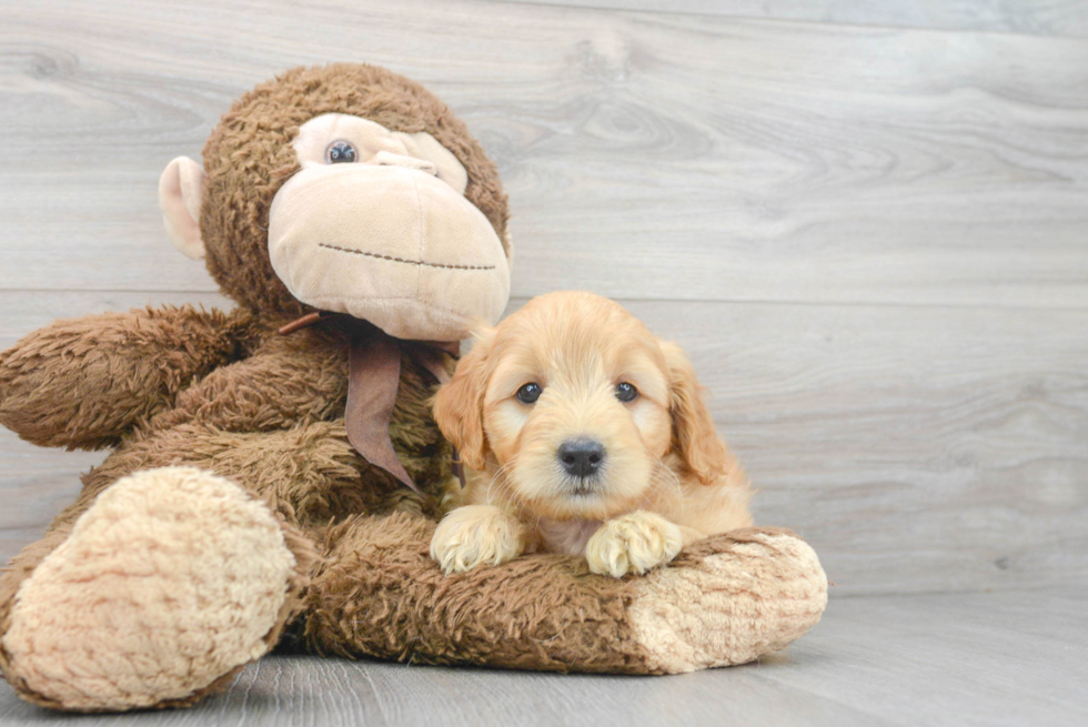 Best Mini Goldendoodle Baby