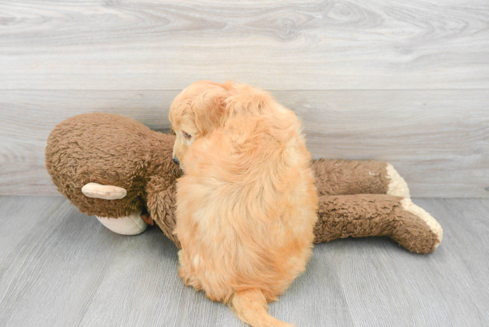 Little Golden Retriever Poodle Mix Puppy