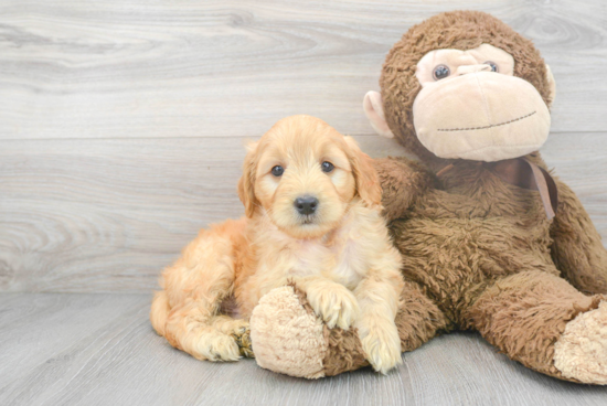 Adorable Golden Retriever Poodle Mix Puppy