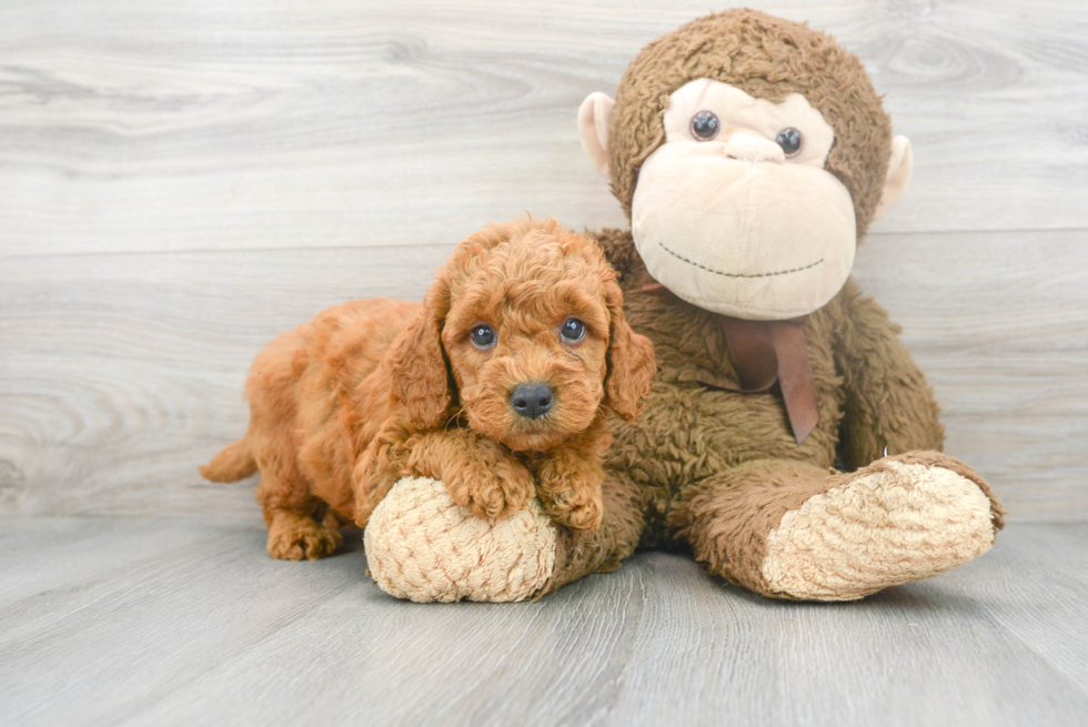 Mini Goldendoodle Puppy for Adoption