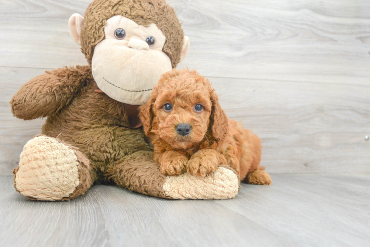 Hypoallergenic Golden Retriever Poodle Mix Puppy