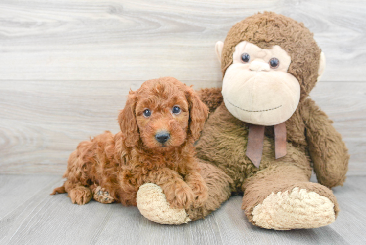 Mini Goldendoodle Pup Being Cute