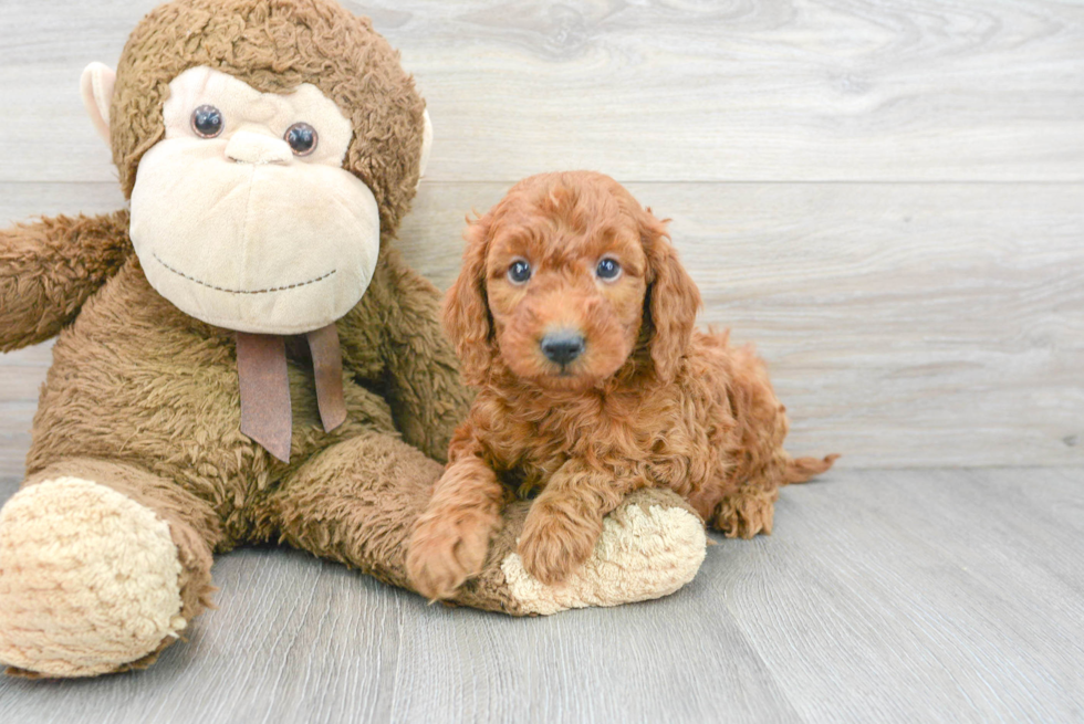 Adorable Golden Retriever Poodle Mix Puppy