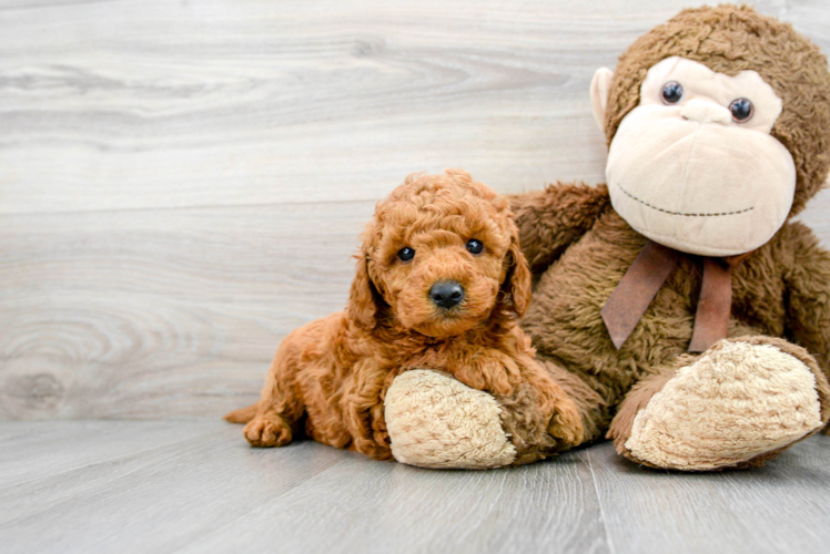 Friendly Mini Goldendoodle Baby