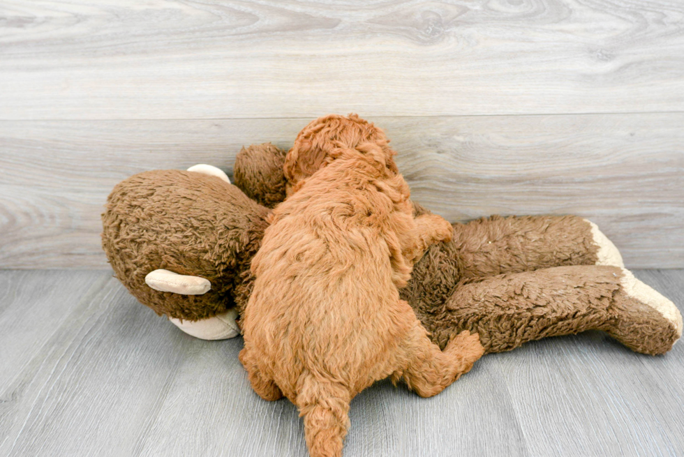 Cute Mini Goldendoodle Baby