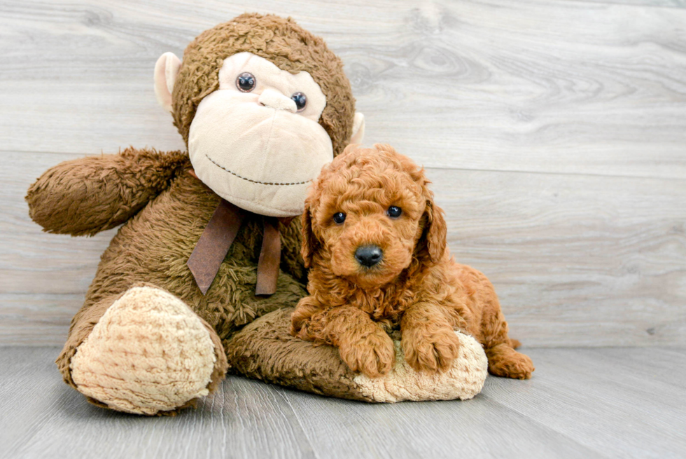 Petite Mini Goldendoodle Poodle Mix Pup