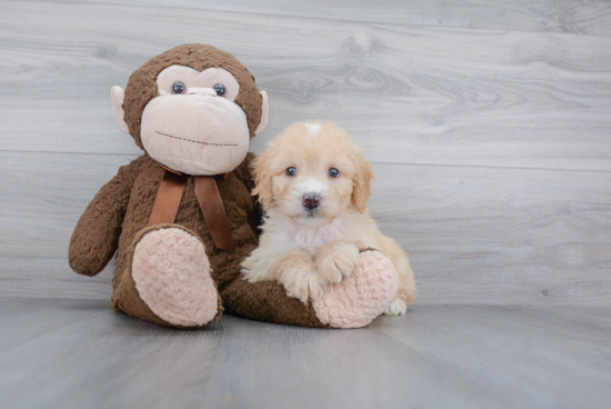 Happy Mini Goldendoodle Baby