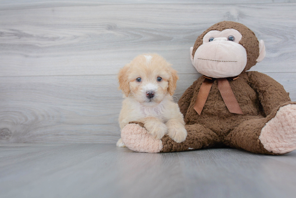 Mini Goldendoodle Puppy for Adoption