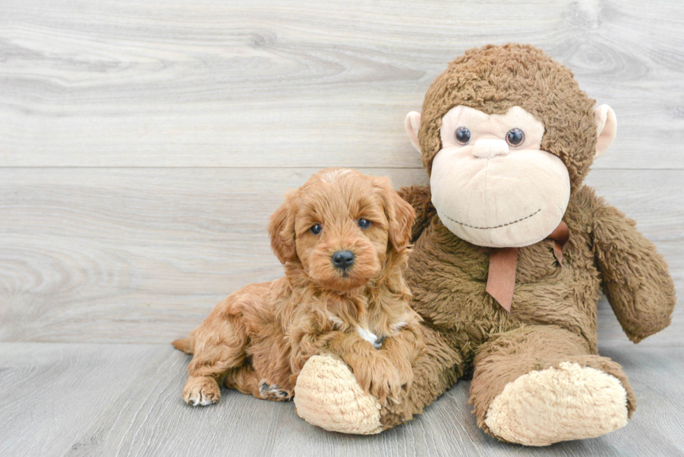 Energetic Golden Retriever Poodle Mix Puppy