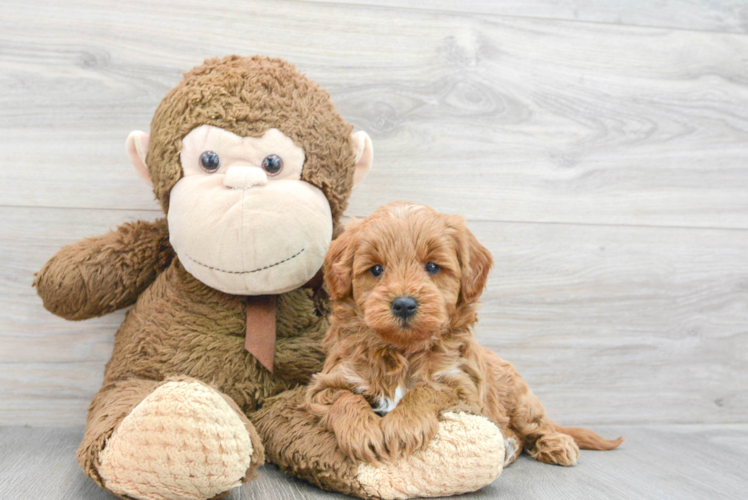 Popular Mini Goldendoodle Poodle Mix Pup