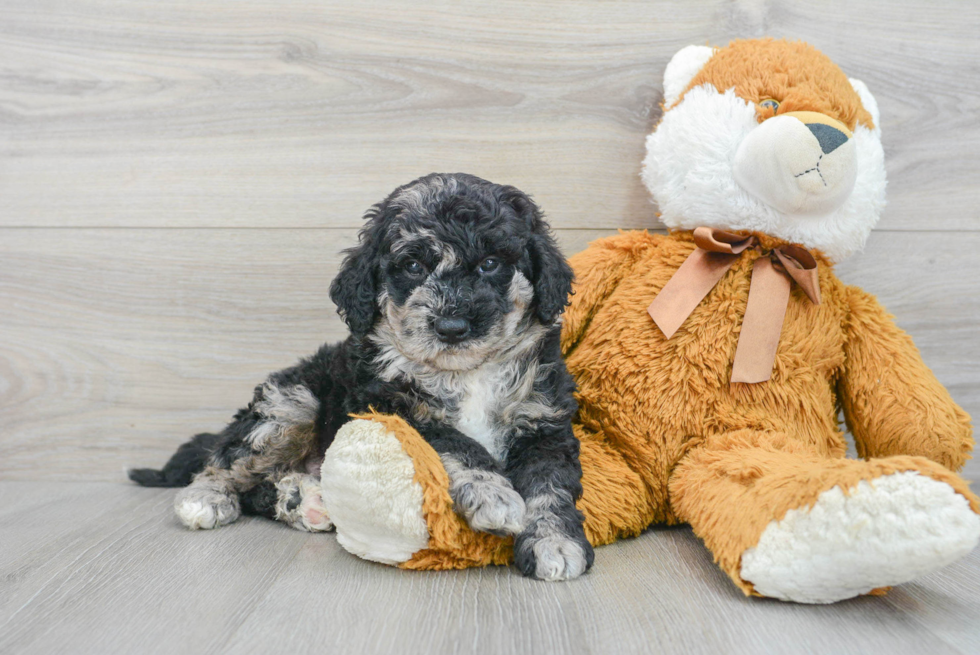 Petite Mini Goldendoodle Poodle Mix Pup