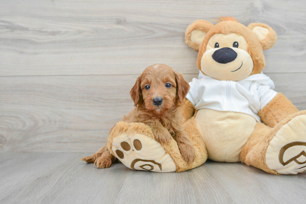 Popular Mini Goldendoodle Poodle Mix Pup