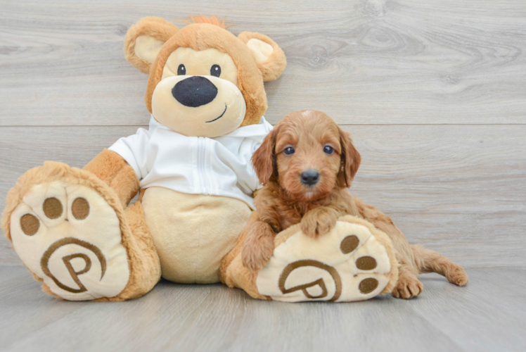 Cute Mini Goldendoodle Baby