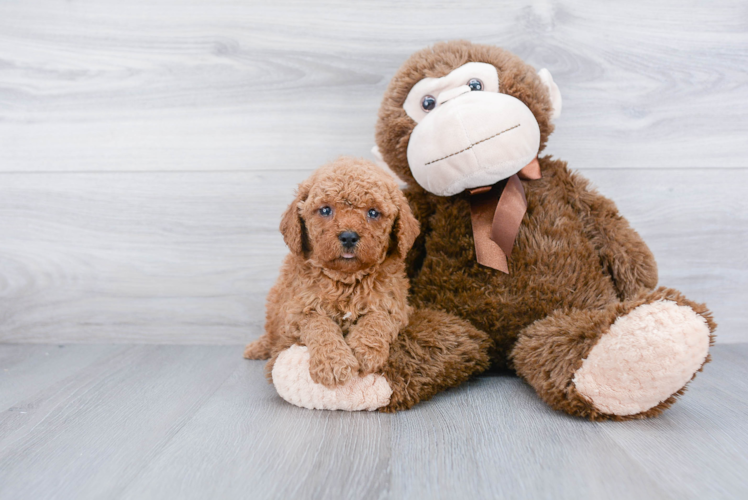 Mini Goldendoodle Pup Being Cute